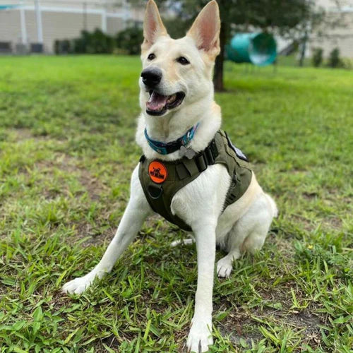 K9 Taktisches Hundegeschirr mit Griff & MOLLE-System