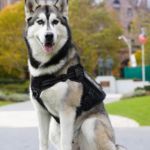 K9 Taktisches Hundegeschirr mit Griff & MOLLE-System